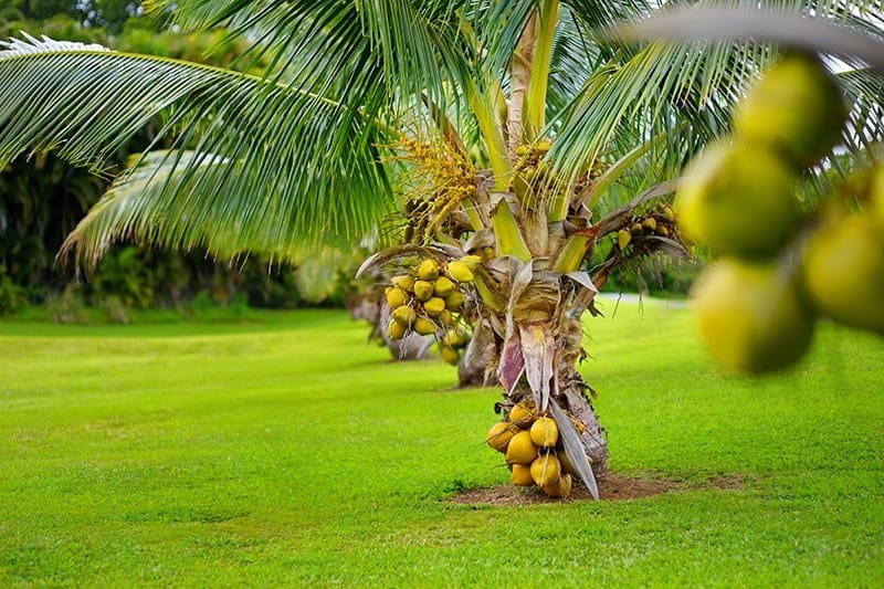 Fiji-Dwarf-coconut