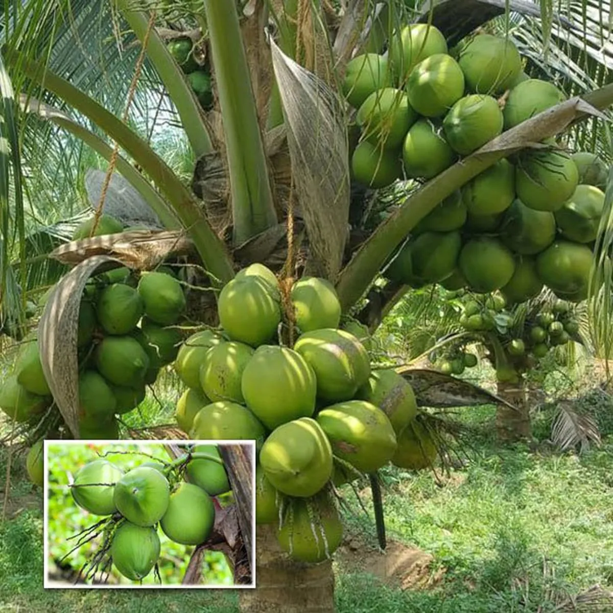 Haping_Coconut_222_1714373546774_s3o210b3jd1w8pu