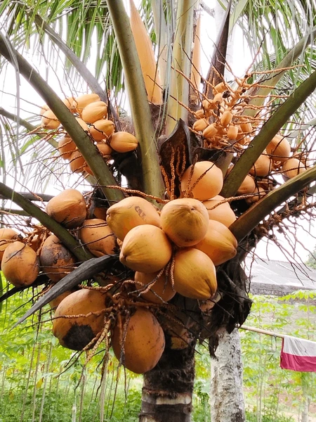 yellow-coconut-variety-dwarf-quick-600nw-2632844459