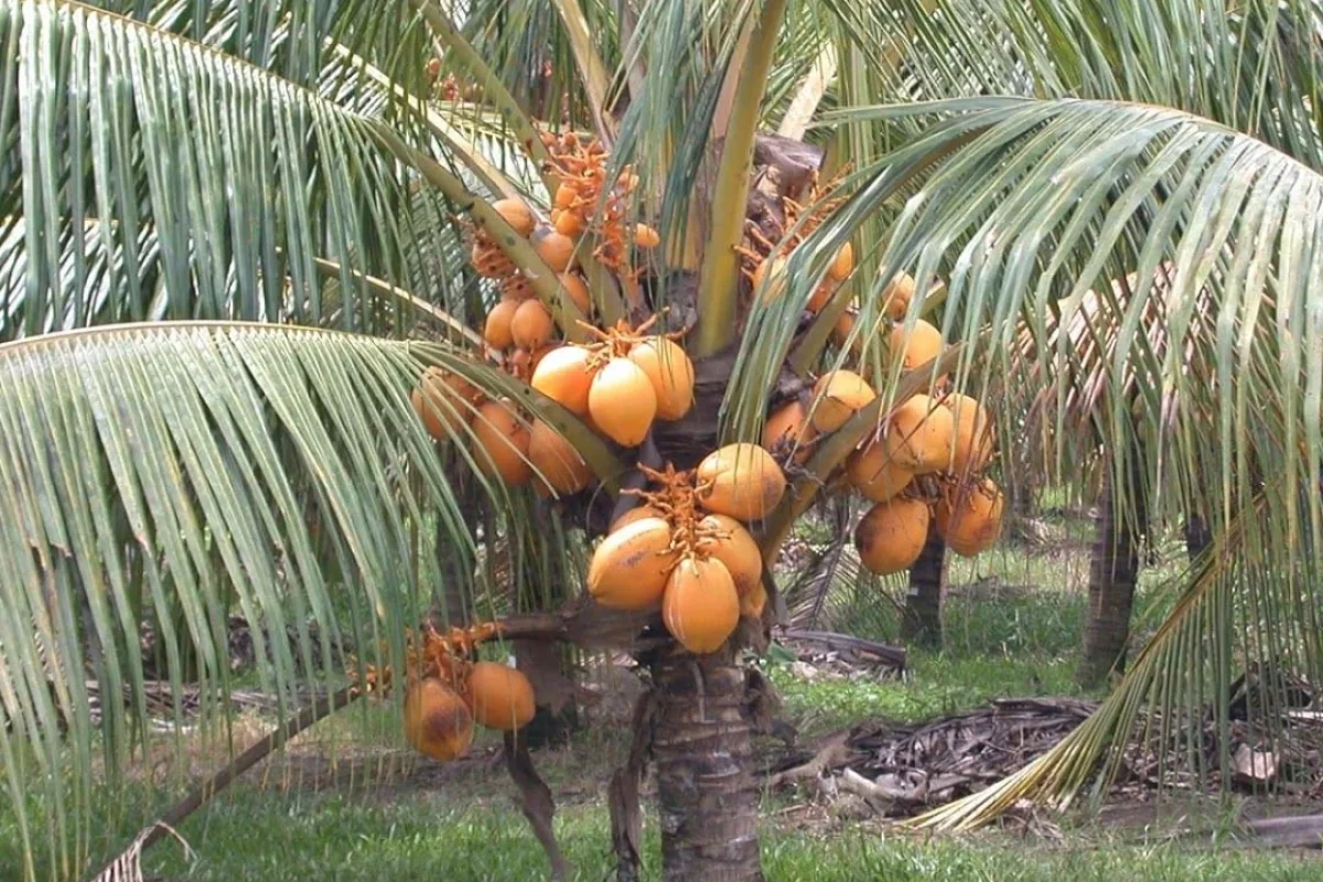 Coconut-Yellow-Malayan-Hybrid_e3c61467-63cd-4ad0-a35f-0e0ccbfa1615