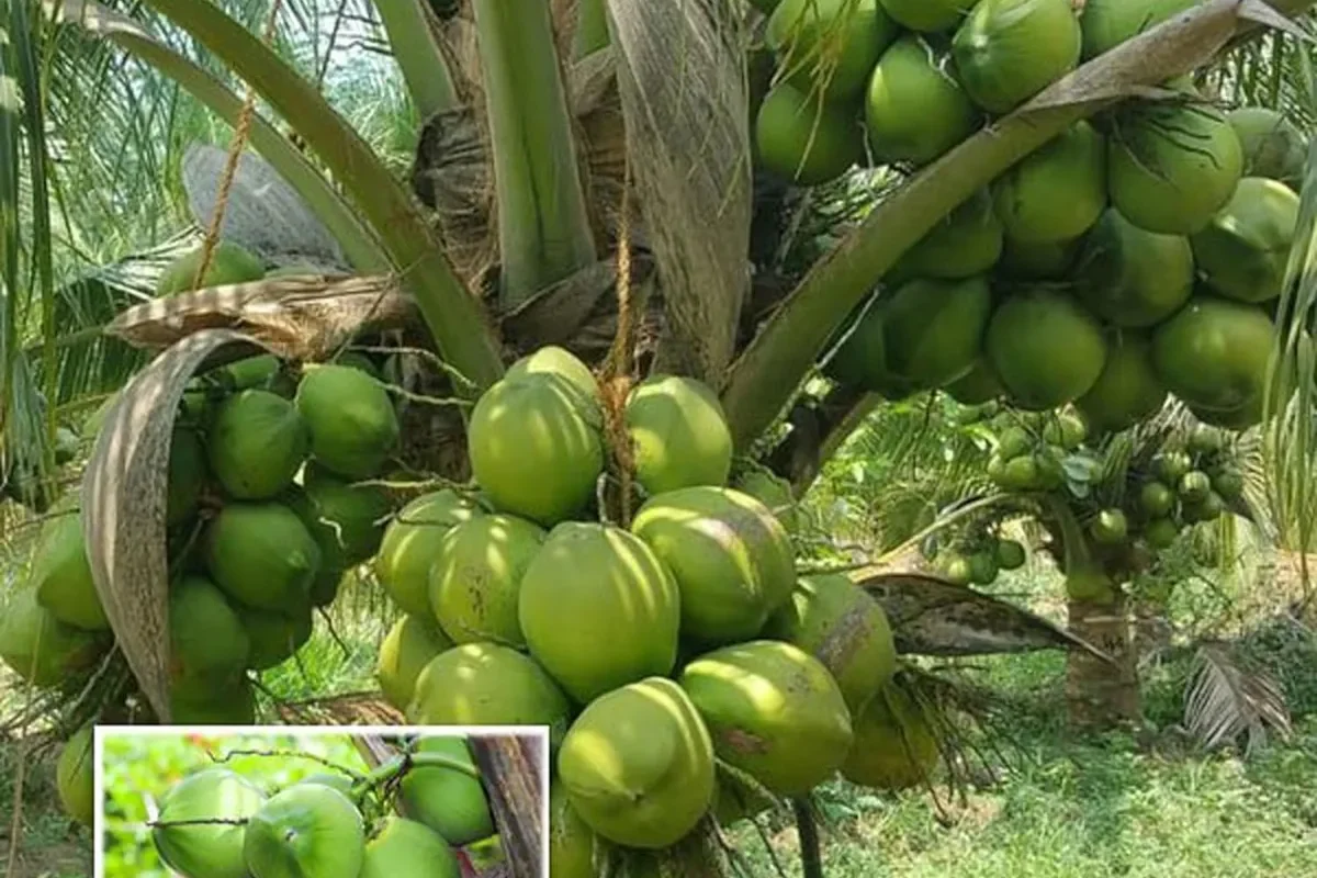 Haping_Coconut_222_1714373546774_s3o210b3jd1w8pu
