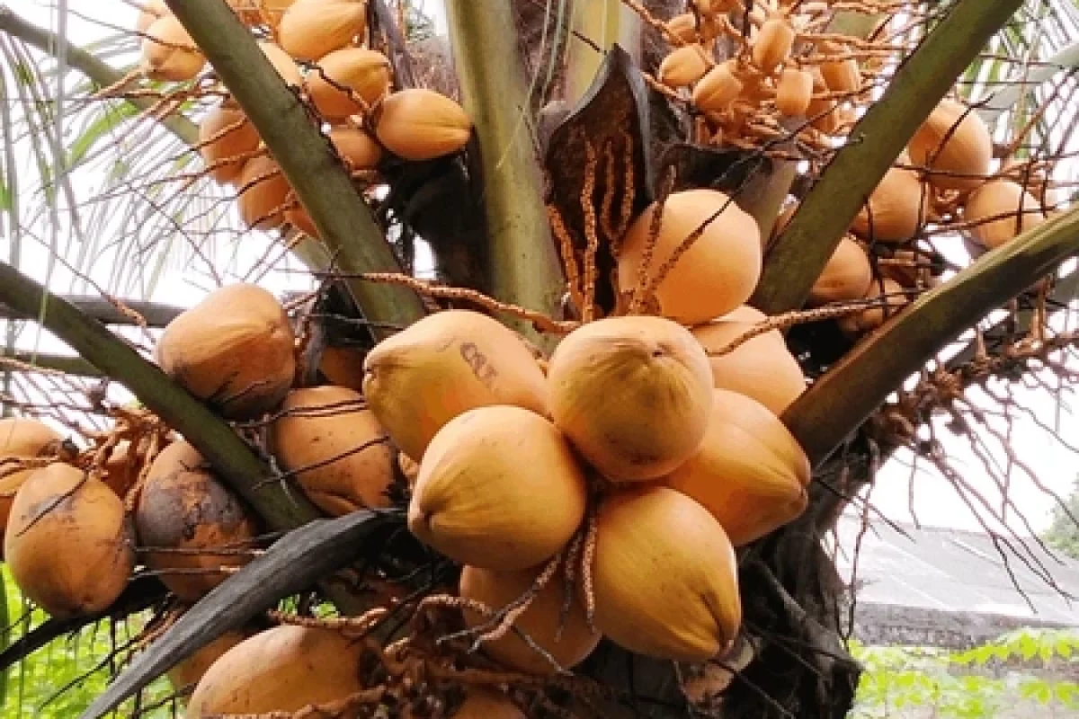 yellow-coconut-variety-dwarf-quick-600nw-2632844459